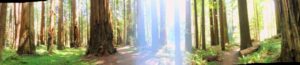 Redwood forest bathed in peaceful sunlight is poetry.